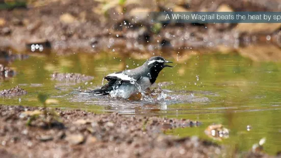 Karnala Bird Sanctuary