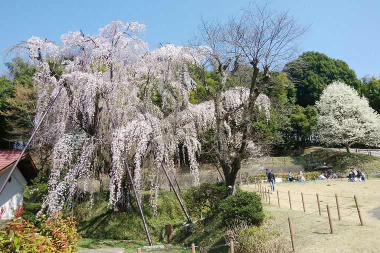 多摩鶴牧西公園。圖片來源：Trip.com