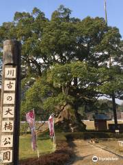 Giant Camphor Tree of Kawago