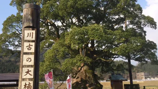 Giant Camphor Tree of Kawago