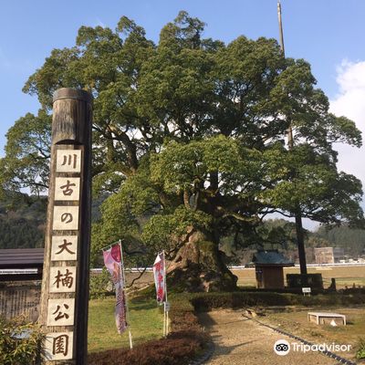 Giant Camphor Tree of Kawago Park