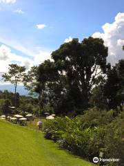 Ecological gardens Topotepuy