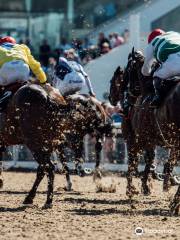 Dundalk Stadium