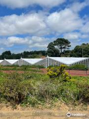 Pineapple Plantation A Arruda