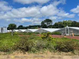 Pineapple Plantation A Arruda