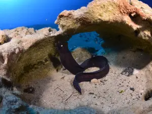 Fuerteventura Buceo Diving Center