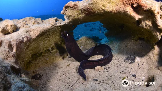 Fuerteventura Buceo Diving center