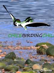 Chile Birding Chile
