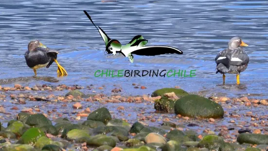 Chile Birding Chile