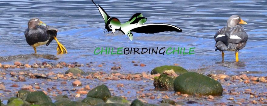Chile Birding Chile