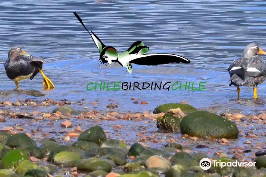 Chile Birding Chile