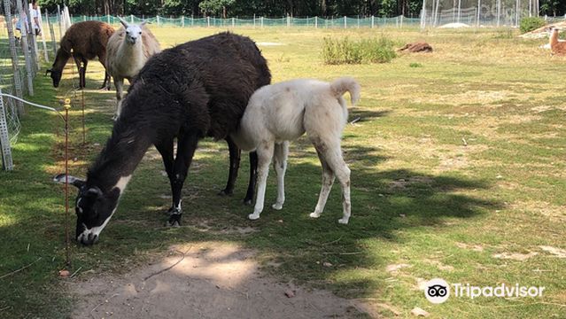 Lindenhof Erlebnisshof