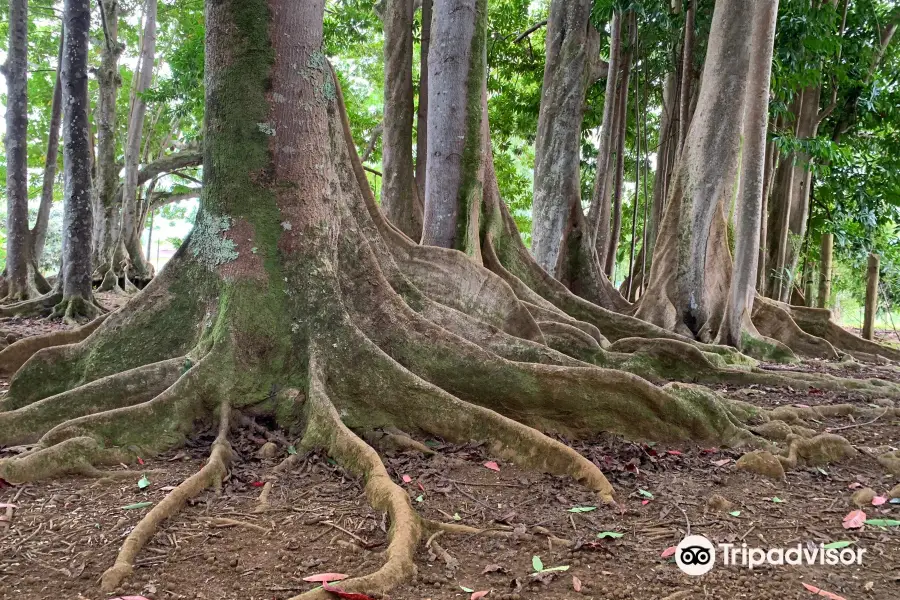 Sacred Rudraksha Forest