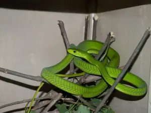 Watamu Snake Farm
