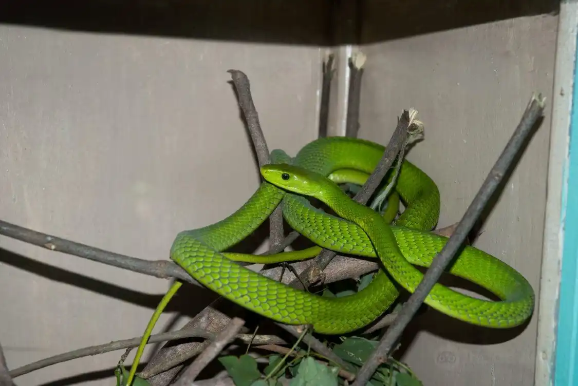 Hotels near Watamu Snake Farm