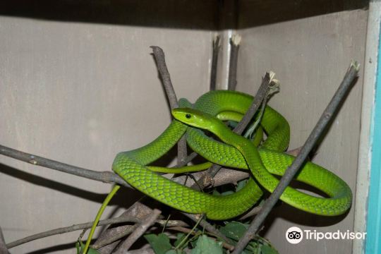 Watamu Snake Farm