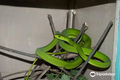 Watamu Snake Farm