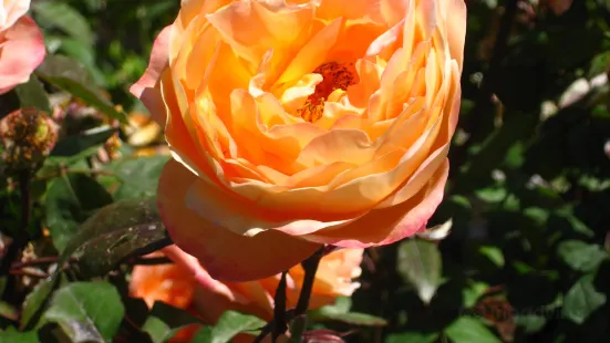 Vente de rosiers David Austin - Abbaye de Morienval