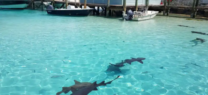 Hotels in Black Point, Bahamas