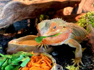 Glendeer Pet Farm