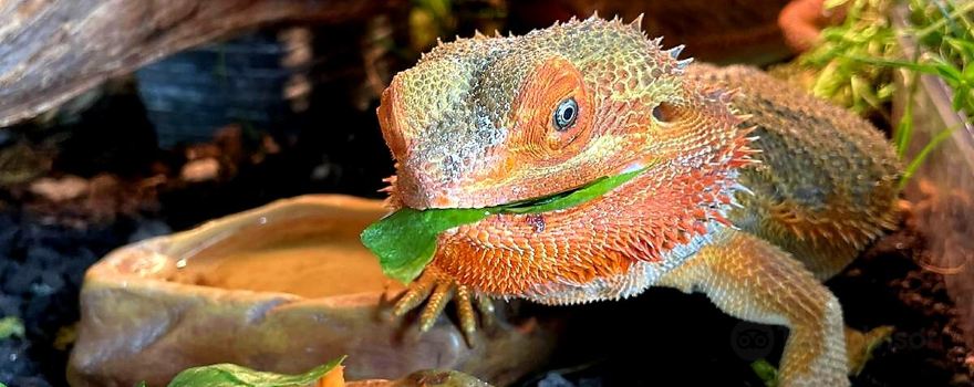 Glendeer Pet Farm