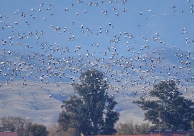 Sacramento National Wildlife Refuge