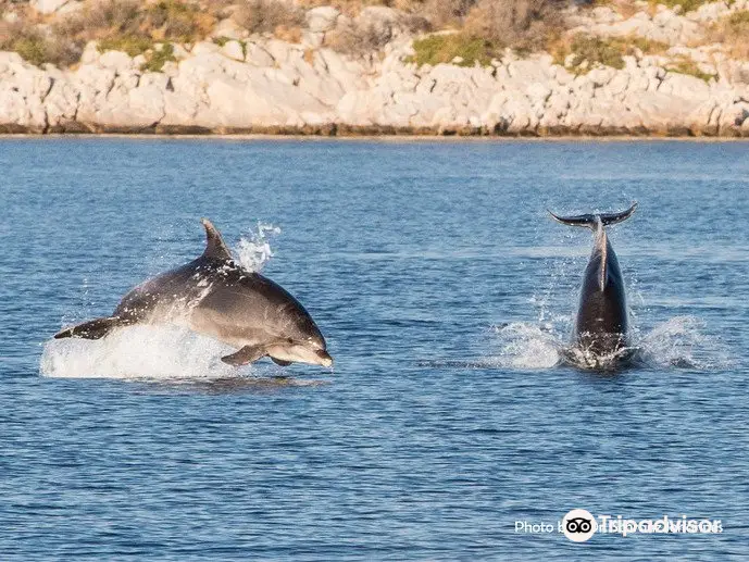 Dolphin Watching Tour - murter-trips.com