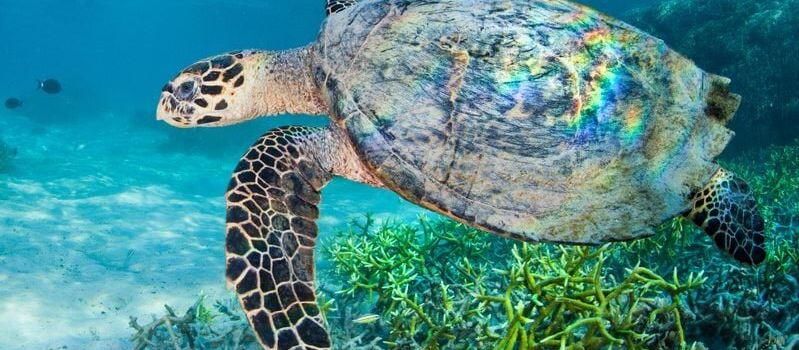 Scubatek Tahiti