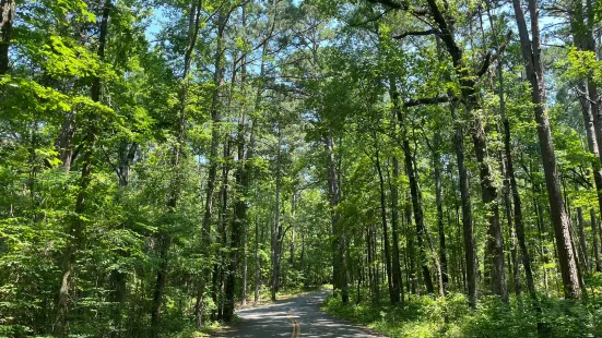 Caddo Lake State Park