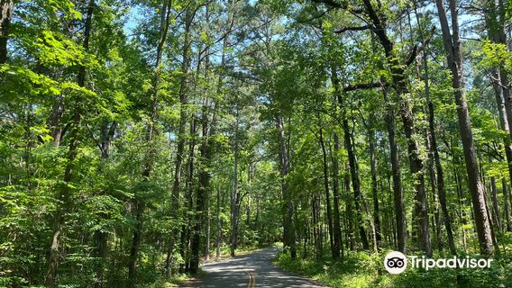 Парк штата Каддо Лейк