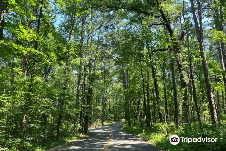 Caddo Lake State Park