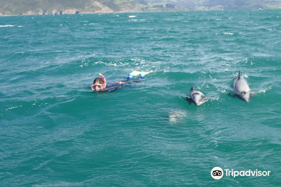 Onuku Farm Hostel Dolphin Swimming