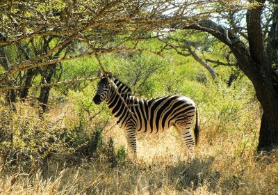 Polokwane Game Reserve