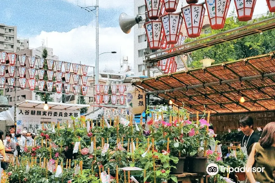 Iriya Asagao Matsuri