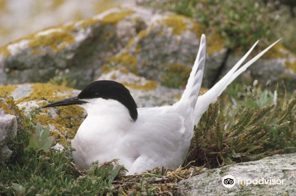 RSPB South Stack