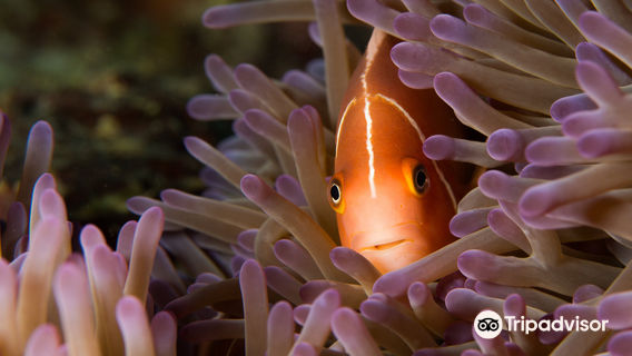 Big Blue Scuba Diving