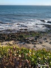 Carpinteria Harbor Seal Preserve and Rookery