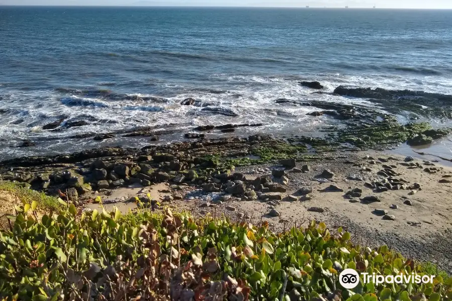 Carpinteria Harbor Seal Preserve and Rookery