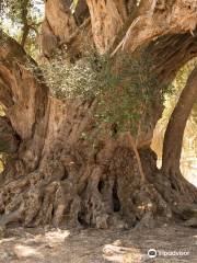 Luras Millennial Olive Tree