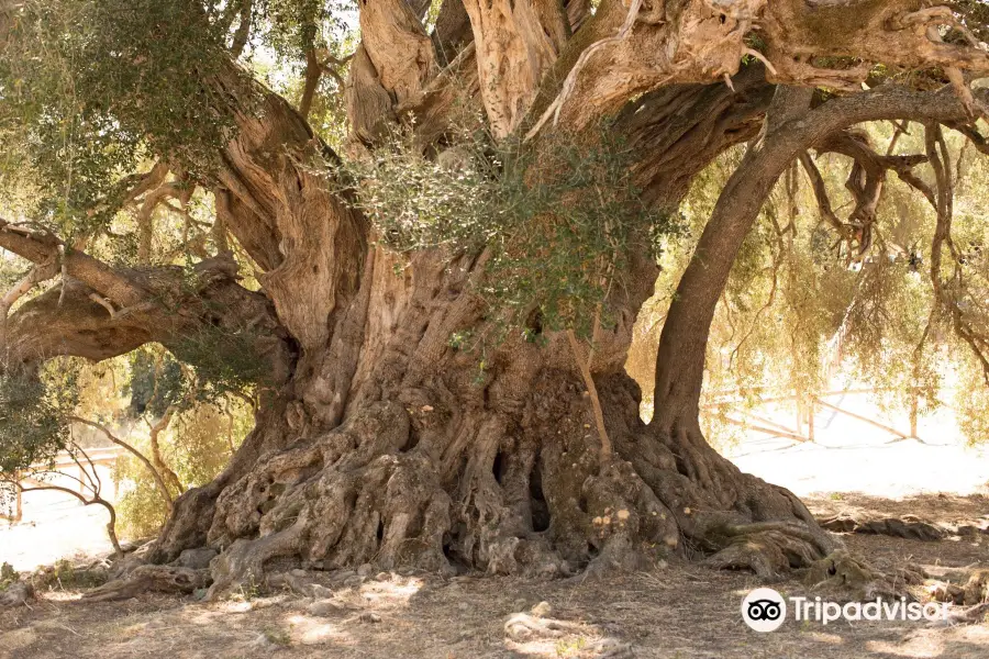 Luras Millennial Olive Tree