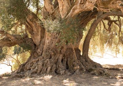Luras Millennial Olive Tree