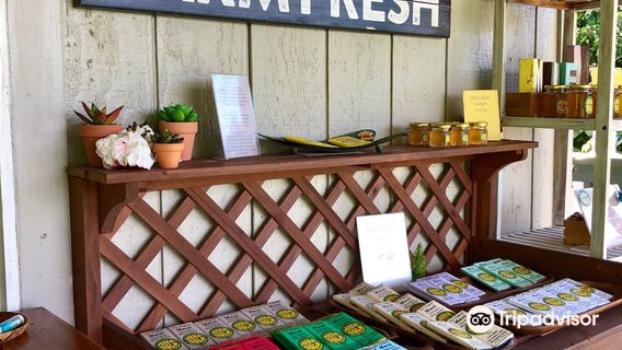 Hana Gold Cacao Plantation