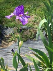 Comanche Acres Iris Gardens