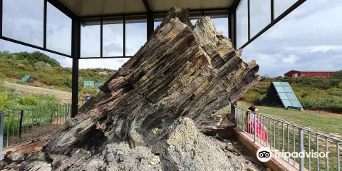 Foresta Fossile