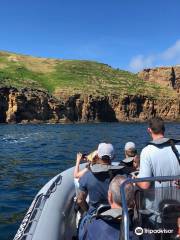OceanEmotion Azores Whale Watching