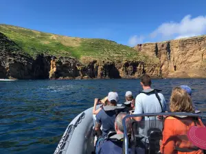 OceanEmotion Azores Whale Watching