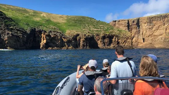 OceanEmotion Azores Whale Watching