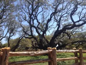 グース・アイランド州立公園