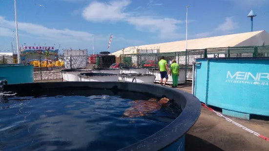 Centro de Recuperacion y Conservacion de Tortugas Marinas de Morro Jable