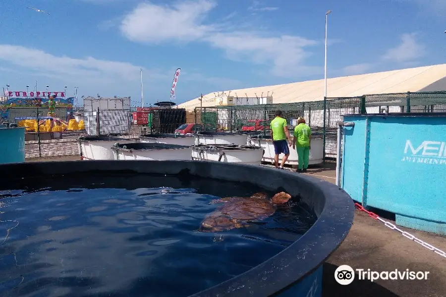 Centro de recuperación y conservación de tortugas marinas Morrojable